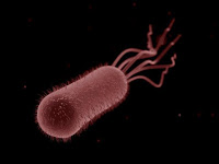 E. coli