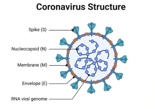 This image has an empty alt attribute; its file name is coronavirus-structure.png